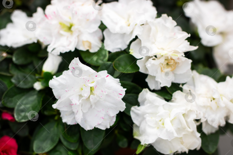 Скачать Красивые белые цветы азалии в настоящее время находятся в полном расцвете фотосток Ozero