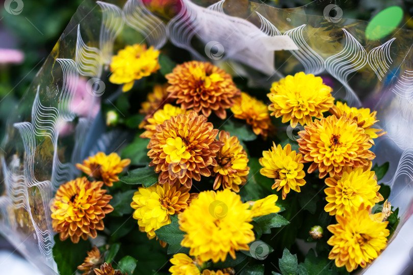 Скачать Красивые и яркие желтые хризантемы в декоративной обертке фотосток Ozero