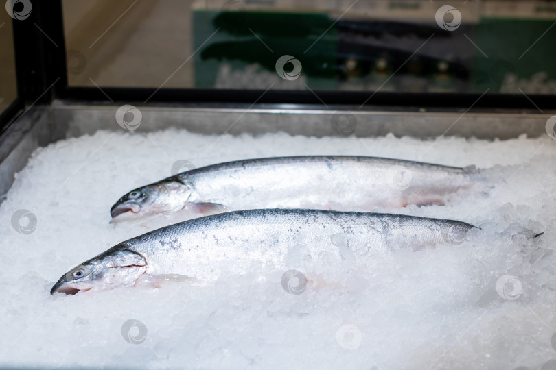 Скачать Прекрасная демонстрация свежего лосося на льду на рынке морепродуктов фотосток Ozero
