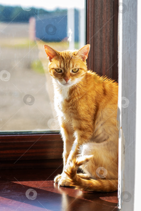 Скачать Очаровательная рыжая кошечка отдыхает у окна в лучах солнца фотосток Ozero