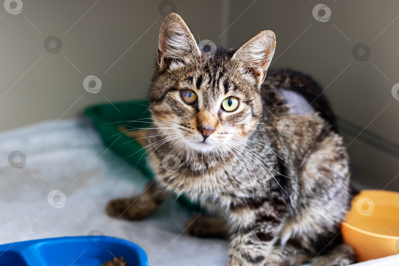 Скачать Раскованная и игривая Полосатая кошка, наслаждающаяся жизнью в уютном приюте фотосток Ozero