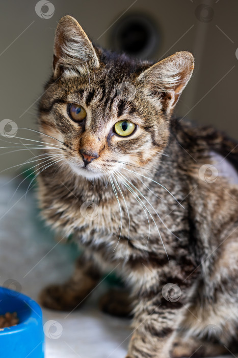 Скачать Очаровательная полосатая кошка с поразительно красивыми зелеными глазами фотосток Ozero