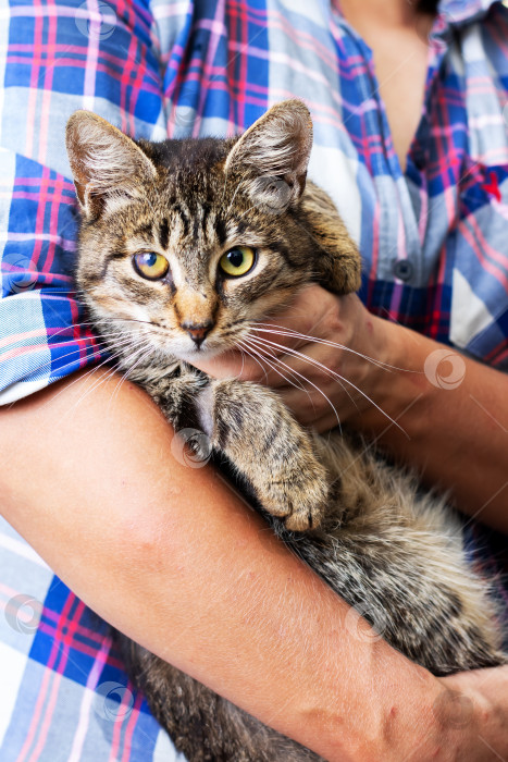 Скачать Кошка, которую Хозяин нежно держит на руках в уютной и теплой обстановке фотосток Ozero