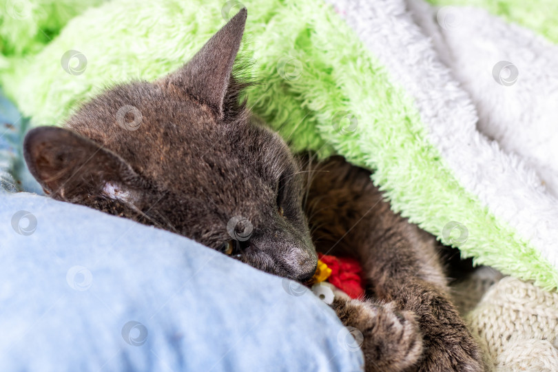 Скачать Очаровательная Уютная кошечка, уютно свернувшаяся калачиком в мягких одеялах и подушках фотосток Ozero