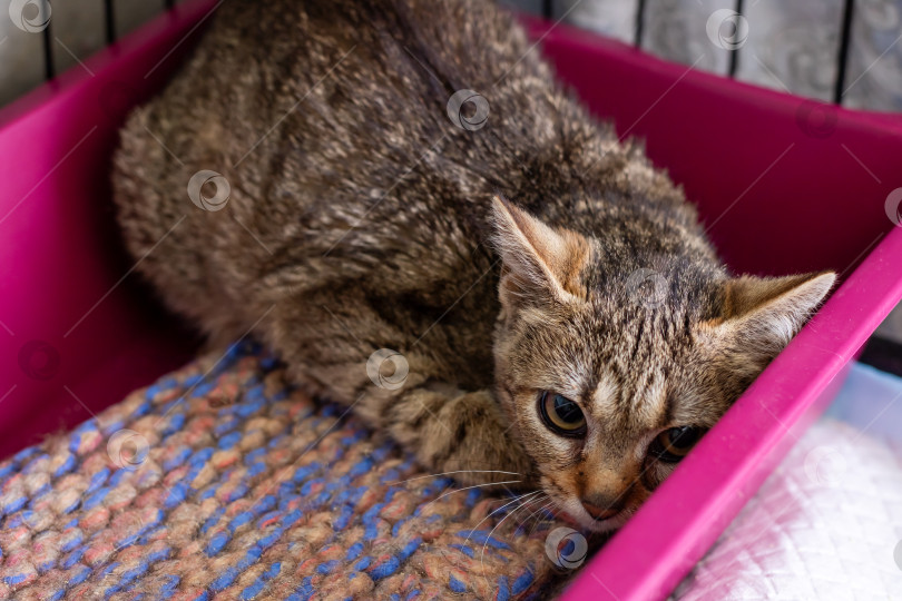 Скачать Спокойная и уютная полосатая кошка, спокойно отдыхающая в укрытии фотосток Ozero
