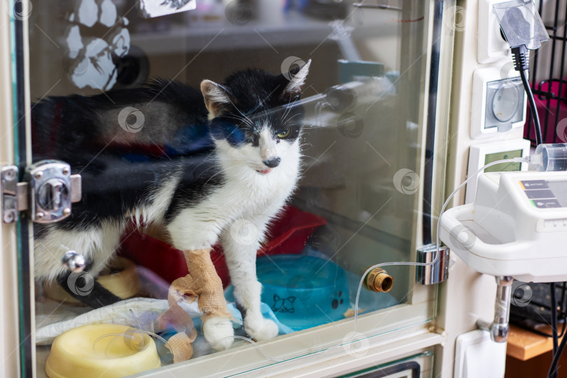 Скачать Любопытный кот наслаждается уходом в ветеринарной клинике фотосток Ozero