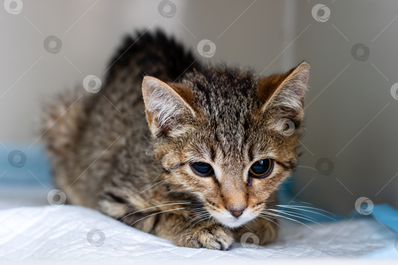 Скачать Любопытный котенок внимательно и с удивлением исследует окрестности фотосток Ozero