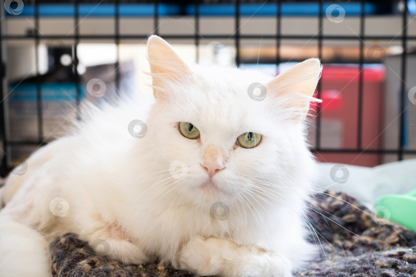 Скачать Великолепная Белая кошка с поразительными зелеными глазами, отдыхающая в помещении фотосток Ozero