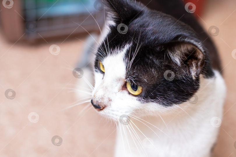 Скачать Очаровательная черно-белая кошка с поразительными желтыми глазами фотосток Ozero