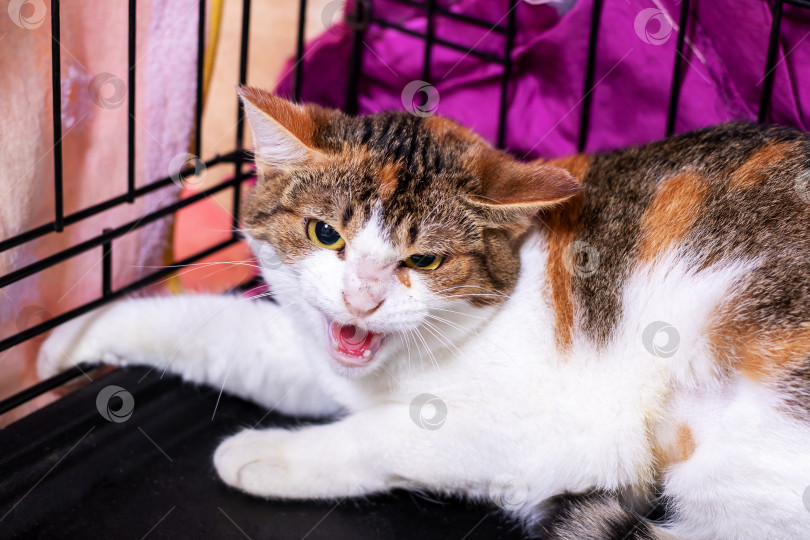 Скачать Сердитый кот заключен в клетку, окруженную красочным фоном фотосток Ozero