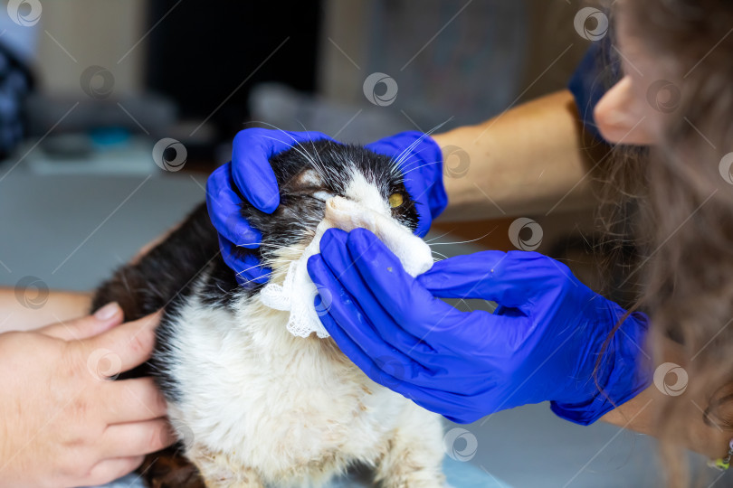 Скачать Ветеринарная помощь: Уход за кошкой с вниманием и заботой фотосток Ozero