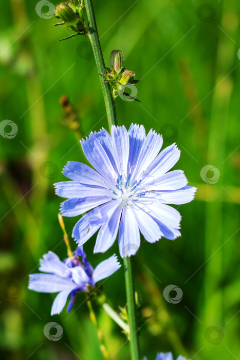 Скачать Нежный голубой цветок цикория на пышном зеленом фоне фотосток Ozero