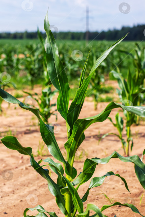 Скачать Яркое Кукурузное поле Красиво растет под Ясным голубым небом фотосток Ozero