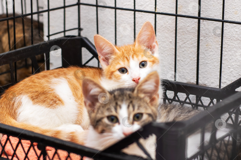 Скачать Два милых и очаровательных котенка отдыхают вместе в клетке фотосток Ozero