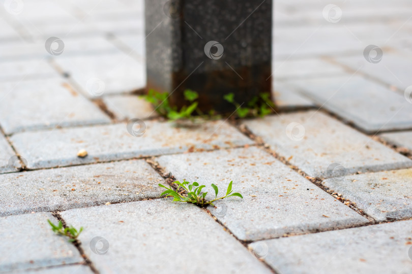 Скачать Сорняки, Растущие между Камнями Мостовой Рядом с Металлическим Столбом фотосток Ozero