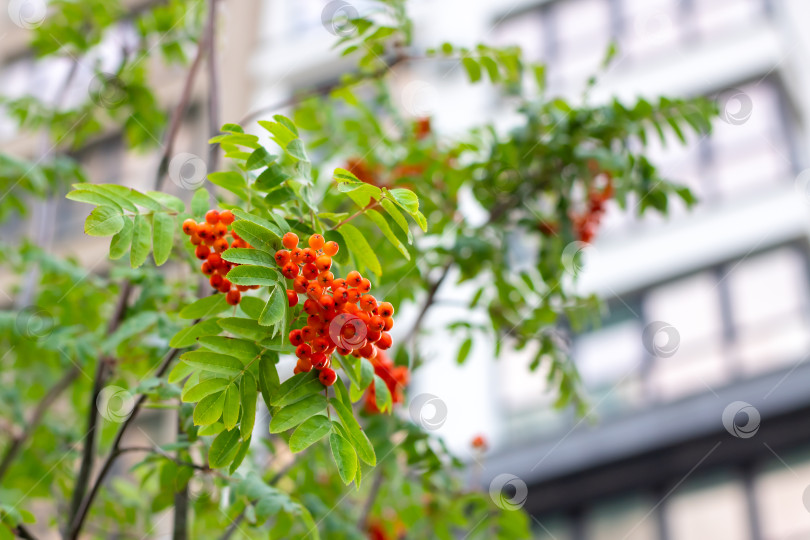 Скачать Яркие красные ягоды среди сочной зеленой листвы в городских условиях фотосток Ozero