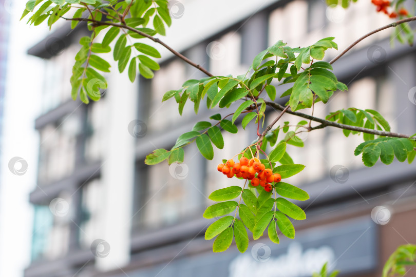 Скачать Яркие ягоды и зеленая листва в городских условиях фотосток Ozero