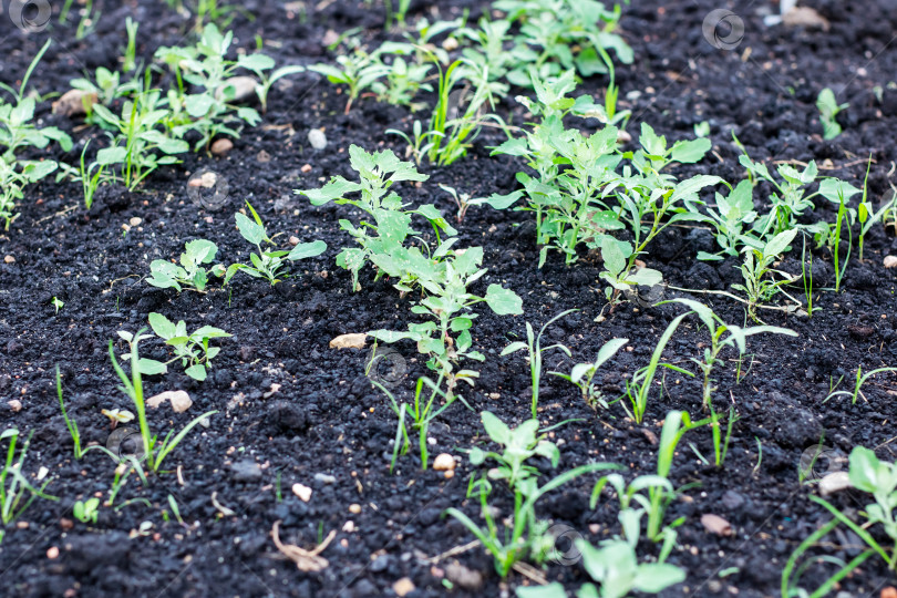 Скачать Яркие и сочные зеленые саженцы, хорошо растущие в плодородной почве фотосток Ozero