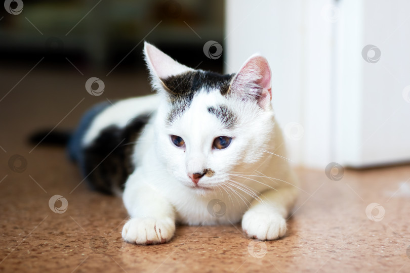 Скачать Очаровательная Бело-серая кошка уютно расположилась в помещении фотосток Ozero