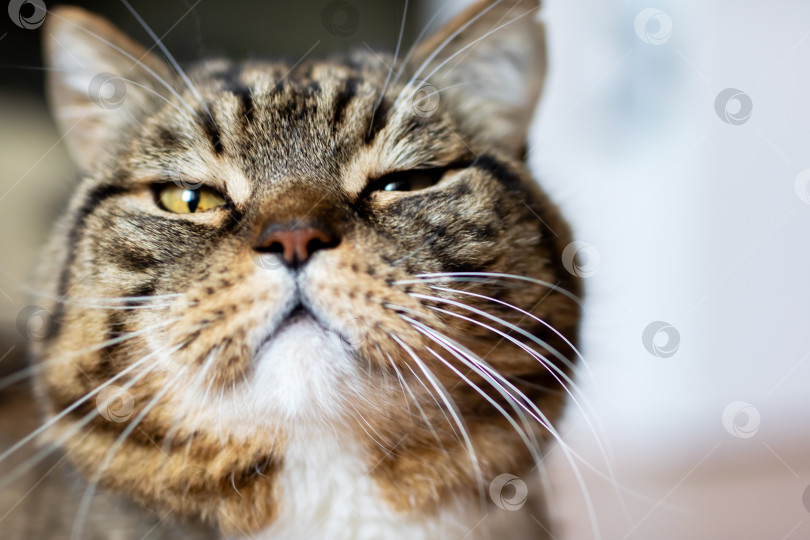 Скачать Очаровательный крупный план уверенной в себе полосатой кошки фотосток Ozero