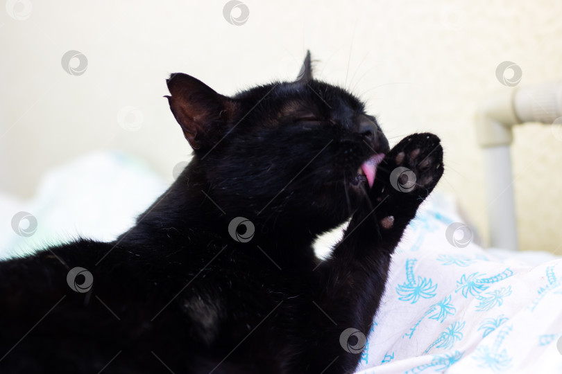 Скачать Красивый портрет очаровательной черной кошки, за которой ухаживают крупным планом фотосток Ozero