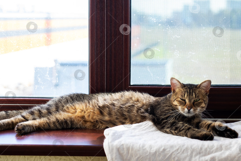 Скачать На солнечном подоконнике уютно расположился расслабленный полосатый кот фотосток Ozero