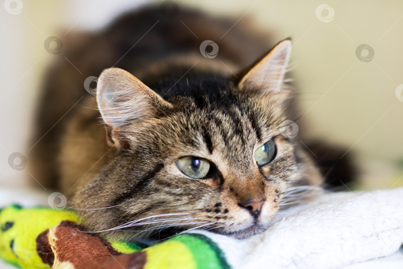 Скачать Расслабленная Полосатая кошка, уютно расположившаяся на мягкой поверхности фотосток Ozero