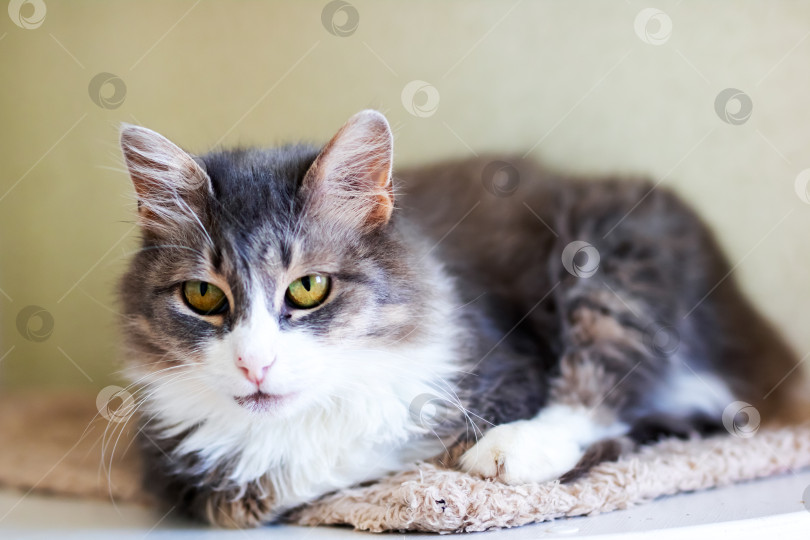 Скачать Очаровательная домашняя кошка, уютно отдыхающая дома, в Милом доме фотосток Ozero