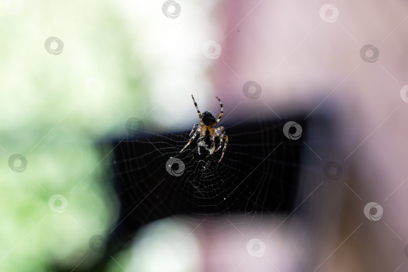 Скачать Крупный план паука и его красивой запутанной паутины фотосток Ozero