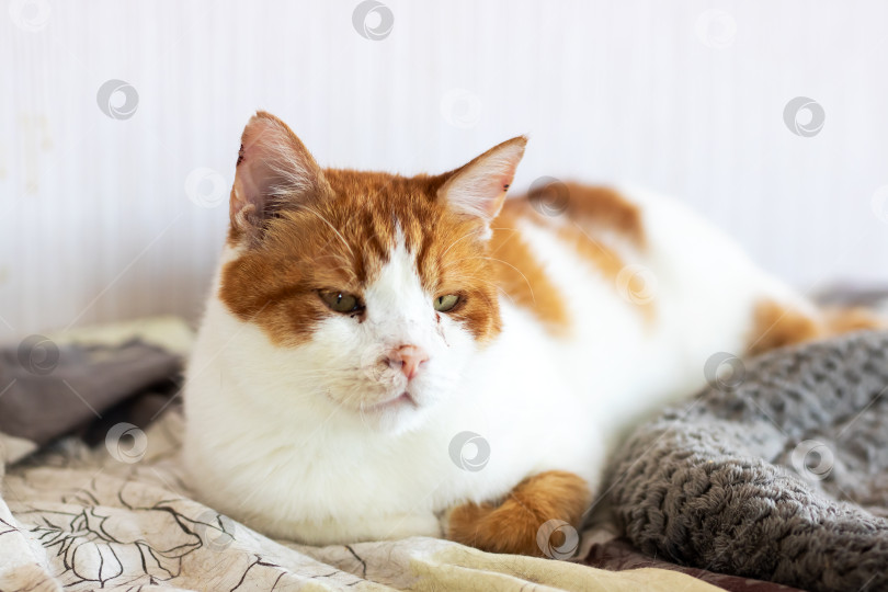 Скачать Очаровательная Рыжая кошечка, уютно расположившаяся на мягком текстиле фотосток Ozero