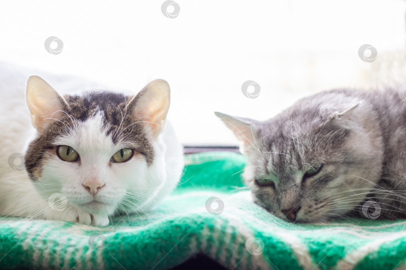 Скачать Две уютные кошки отдыхают на мягком одеяле у окна фотосток Ozero