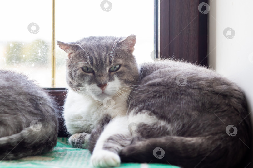 Скачать Расслабленная Серо-белая кошка, уютно лежащая у окна фотосток Ozero