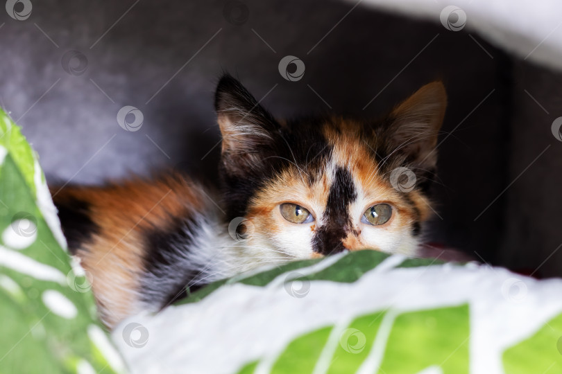 Скачать Любопытный Ситцевый кот с любопытством выглядывает из своего уютного одеяльца фотосток Ozero