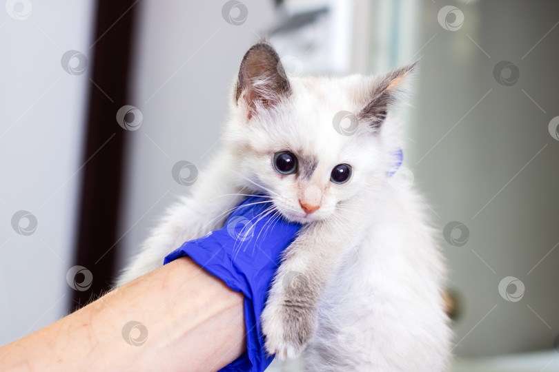 Скачать Очаровательный котенок посещает ветеринарную клинику на обследование фотосток Ozero