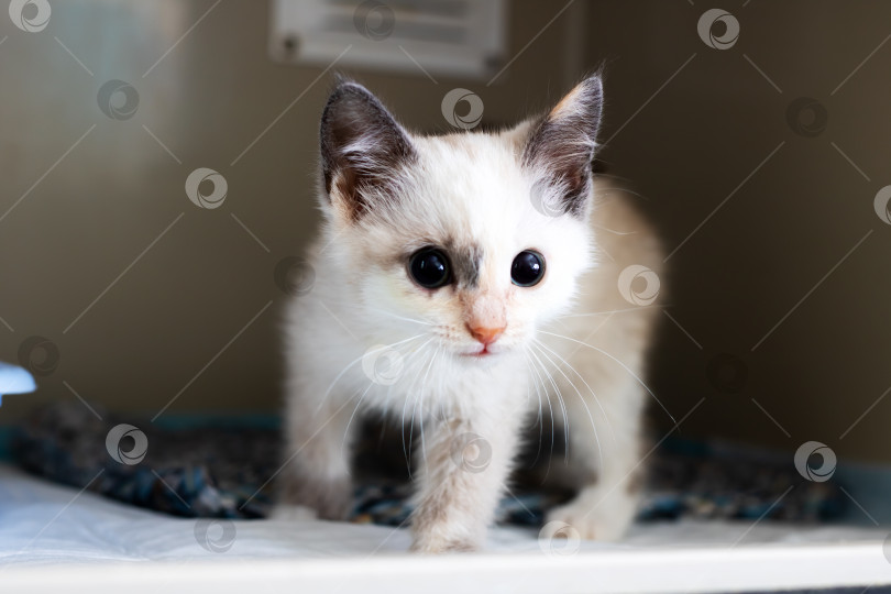 Скачать Очаровательный Бело-серый котенок, радостно играющий в приюте фотосток Ozero