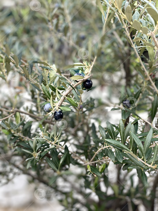 Скачать Ветви оливкового дерева со спелыми маслинами в естественной обстановке фотосток Ozero