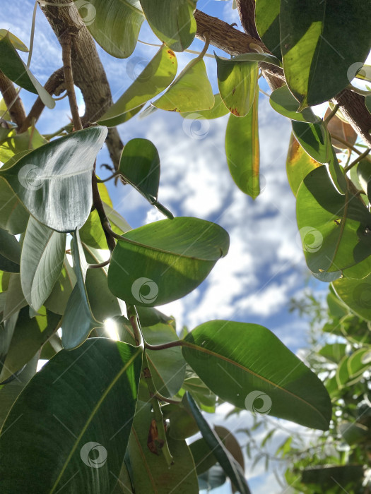 Скачать Тропические листья под ярким небом создают пышный и яркий природный фон с солнечным светом фотосток Ozero