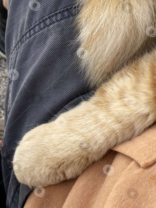 Скачать Кошачья лапа мягко покоится на коленях человека, демонстрируя теплоту и дружеское расположение фотосток Ozero