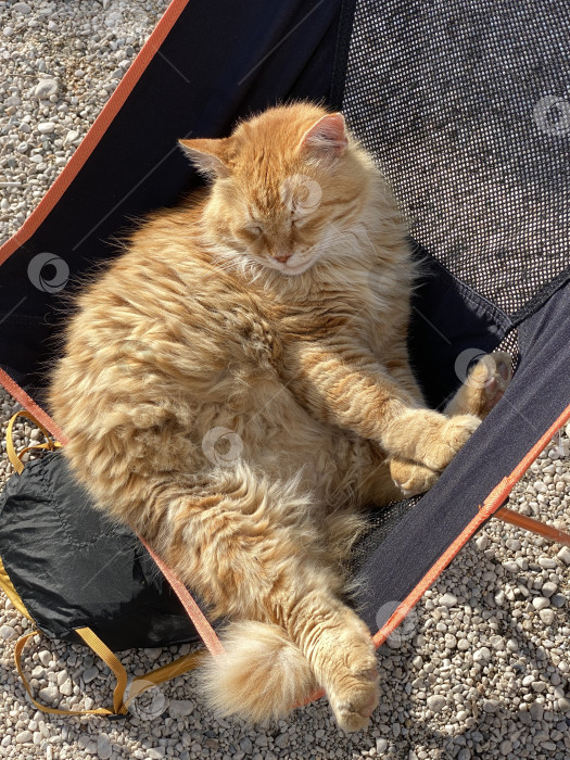Скачать Рыжий кот уютно спит в уличном тканевом кресле фотосток Ozero