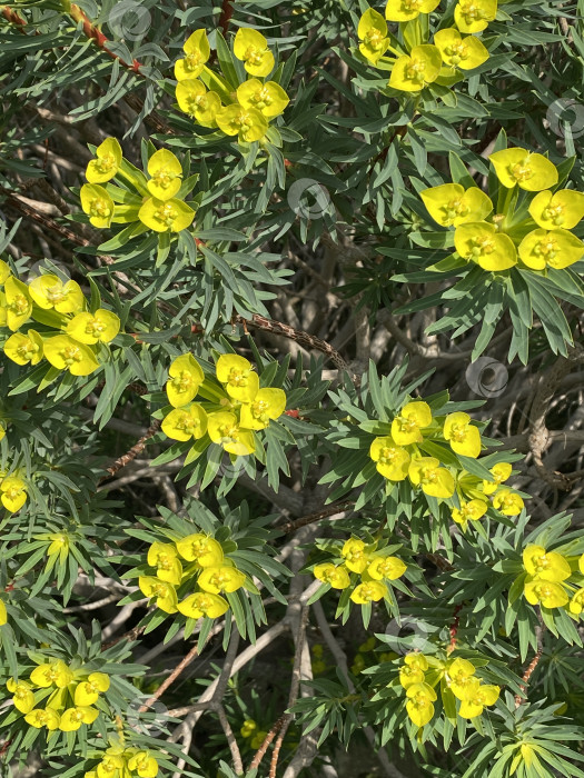 Скачать Желтые цветы с зелеными листьями на растении, видимом сверху на фоне природы фотосток Ozero