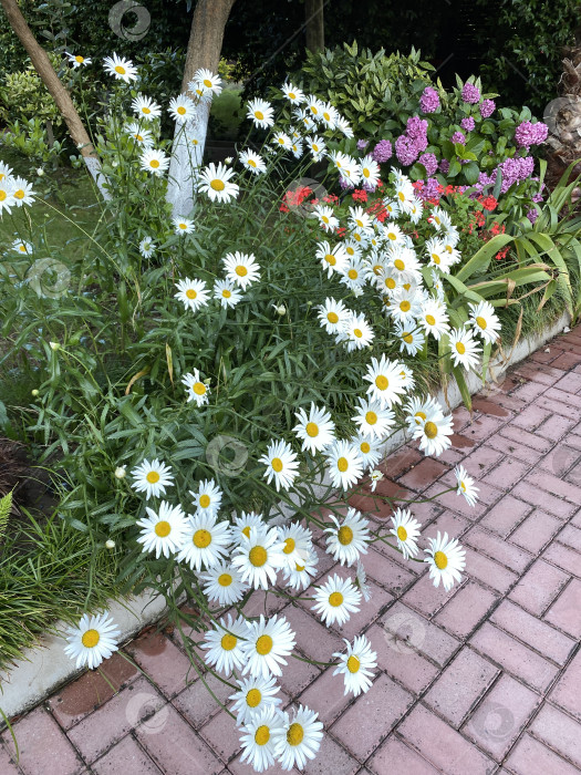 Скачать Маргаритки и розовые цветы рядом с кирпичной дорожкой в саду на фоне зеленой листвы фотосток Ozero