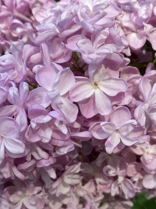 Скачать Сирень в полном цвету с нежными лепестками, запечатленная вблизи на фоне природы фотосток Ozero