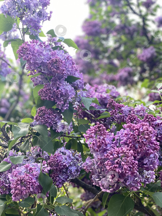 Скачать Сиреневые цветы, распускающиеся на зеленых ветвях в саду, идеально подходят для фона природы фотосток Ozero