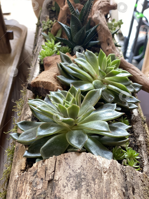 Скачать Композиция из суккулентов в деревянном кашпо, вид сверху, демонстрирующая естественную текстуру и яркую зелень фотосток Ozero
