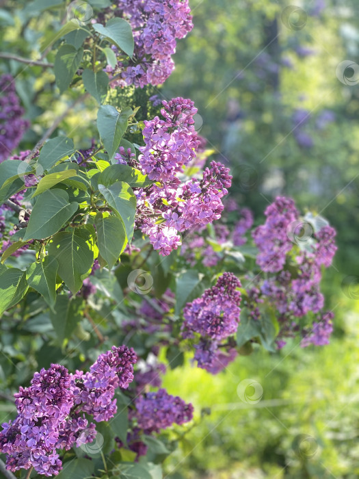 Скачать Цветы сирени, распускающиеся весной в пышном саду на фоне залитой солнцем зеленой листвы фотосток Ozero
