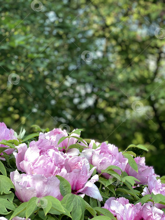 Скачать Розовые пионы в цвету с пышной зеленой листвой создают яркий природный фон фотосток Ozero