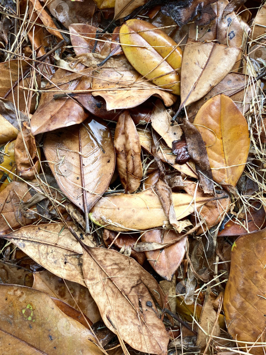 Скачать Осенние листья в естественном сочетании с землистыми тонами создают текстурированный фон фотосток Ozero