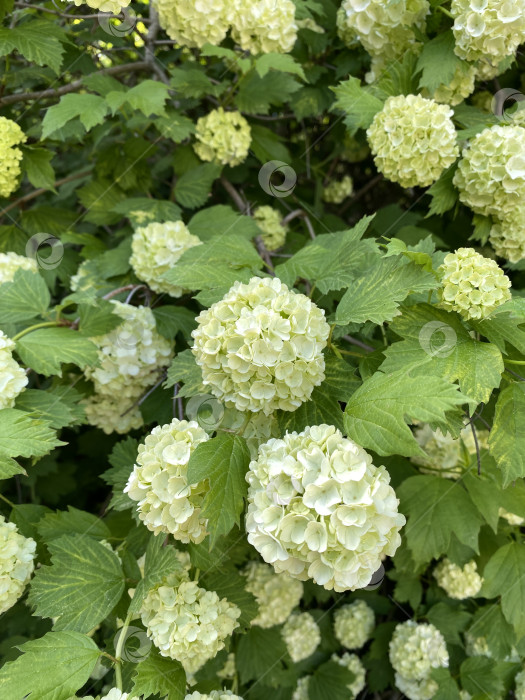 Скачать Цветущие цветы гортензии с пышными зелеными листьями создают яркий природный фон фотосток Ozero