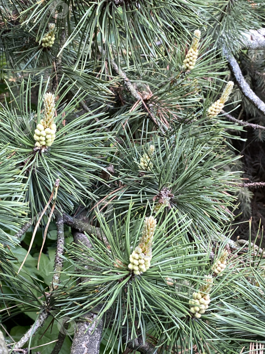 Скачать Ветви сосны с зелеными иголками и молодыми шишками, идеально подходящие для фона природы фотосток Ozero
