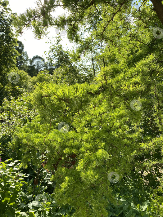 Скачать Зеленые сосновые ветви с пышной листвой на фоне ясного неба на вертикальном фоне природы фотосток Ozero